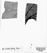 Uromyces betae image